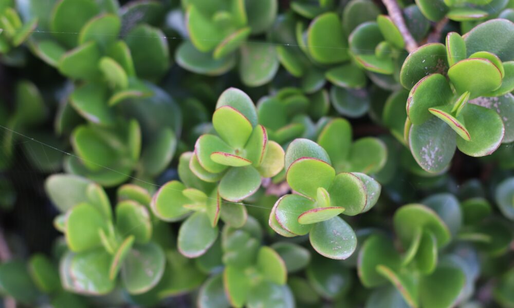 stonecrop sedums - green plant with water droplets