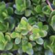 stonecrop sedums - green plant with water droplets