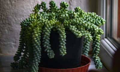 stunning indoor succulent - Green Potted Plant Beside the Window