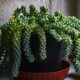 stunning indoor succulent - Green Potted Plant Beside the Window