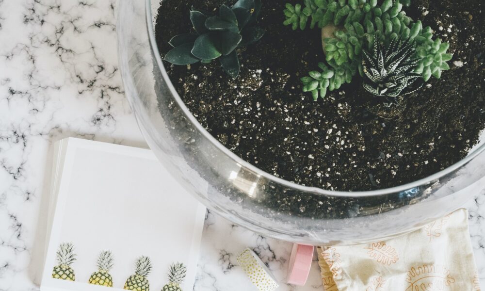 succulent accessories - green succulents on clear glass pot