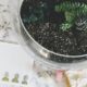 succulent accessories - green succulents on clear glass pot