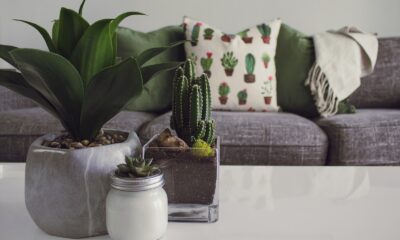 succulent adaptation - Photo of Plants on the Table