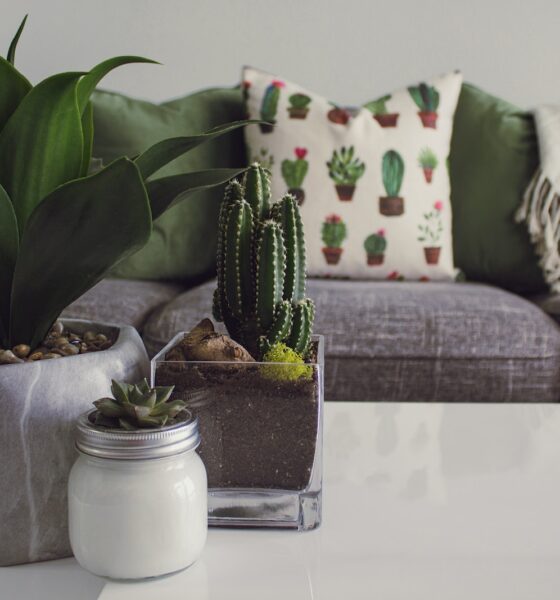 succulent adaptation - Photo of Plants on the Table