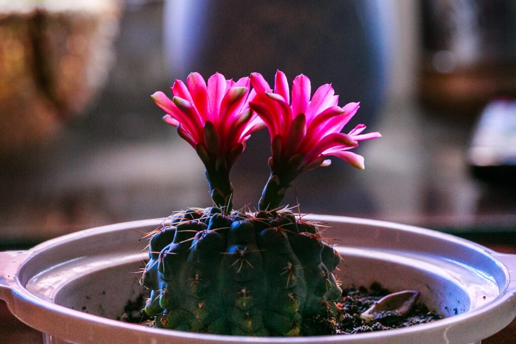 succulent arrangements - Selective Focus Photography of Green Cactus With Two Red Flowers