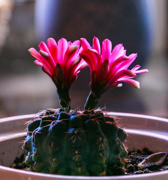 succulent arrangements - Selective Focus Photography of Green Cactus With Two Red Flowers