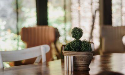 succulent barn-style decor - Green Cactus Plant on Table