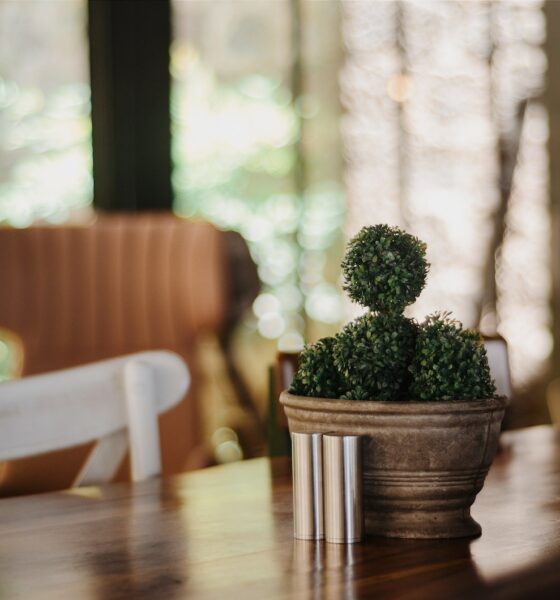 succulent barn-style decor - Green Cactus Plant on Table