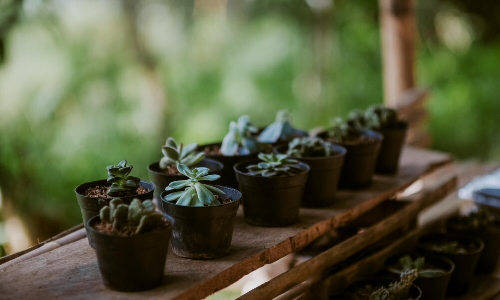 succulent-boosting humidity hacks - variety of succulent plant