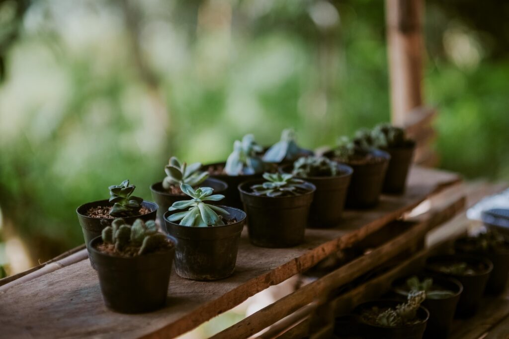 succulent-boosting humidity hacks - variety of succulent plant