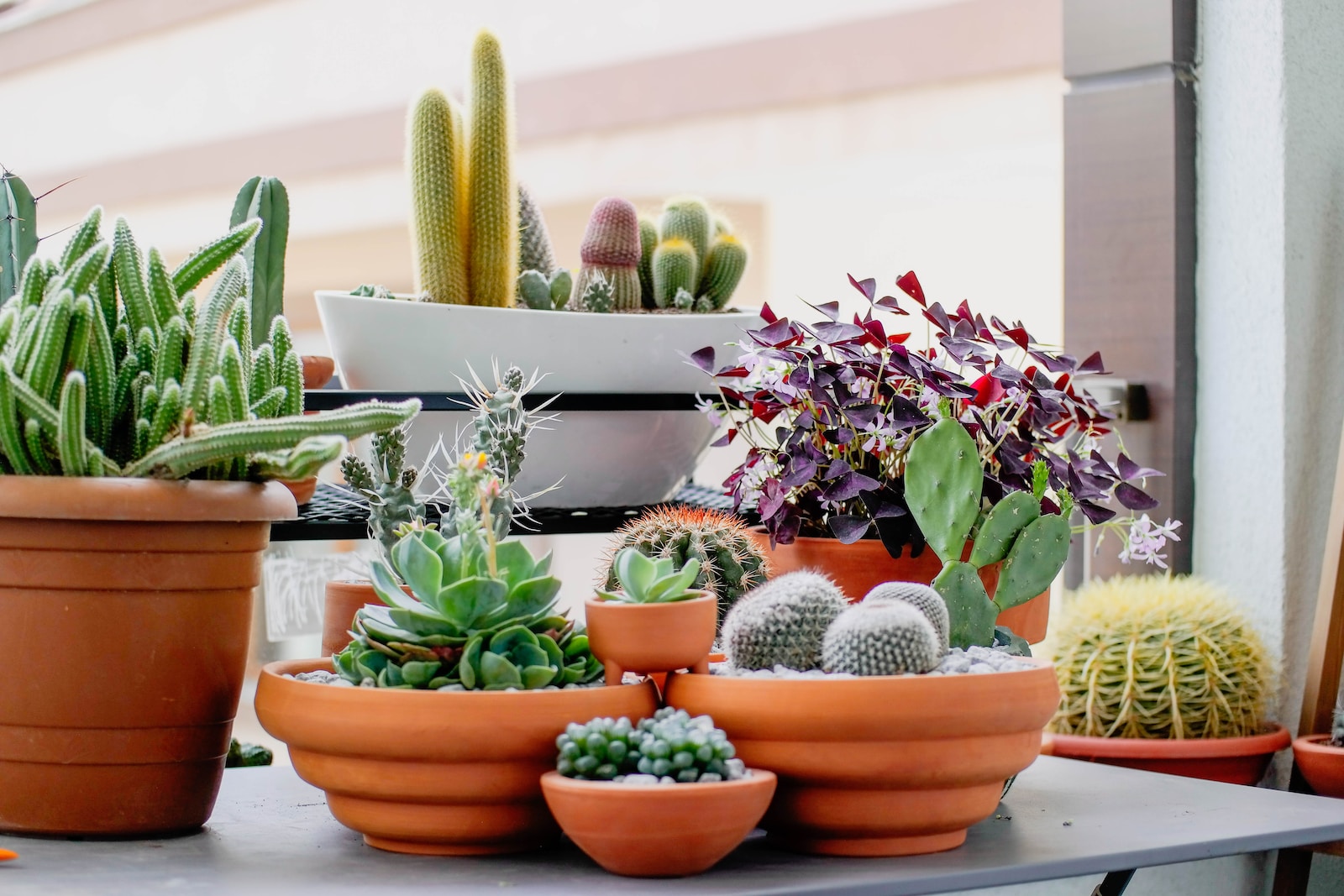 succulent collection - a table topped with lots of potted plants