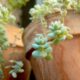 succulent containers - succulents, green, garden