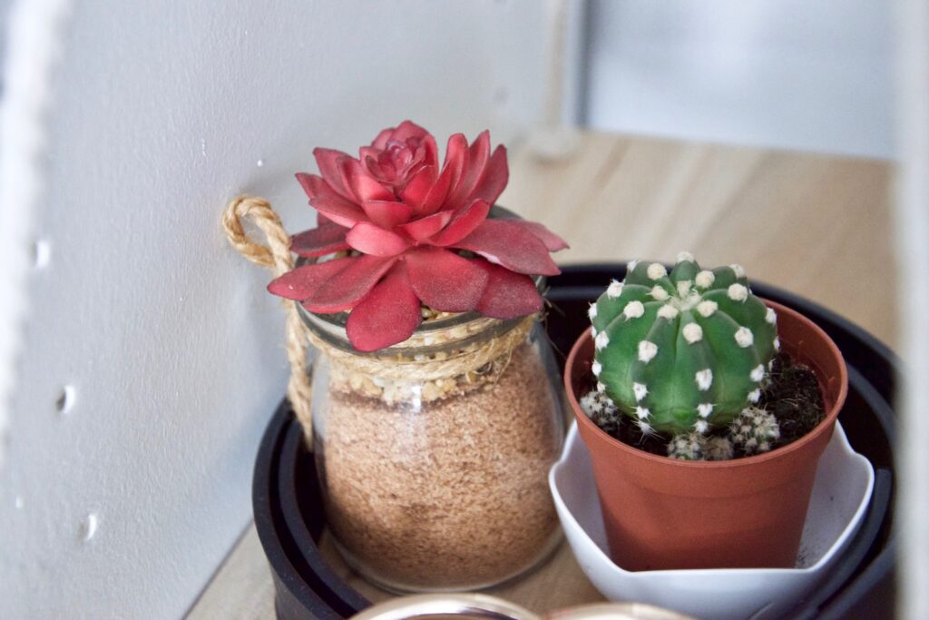 succulent containers - red and green cactus plant in brown clay pot