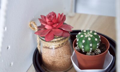 succulent containers - red and green cactus plant in brown clay pot