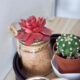 succulent containers - red and green cactus plant in brown clay pot