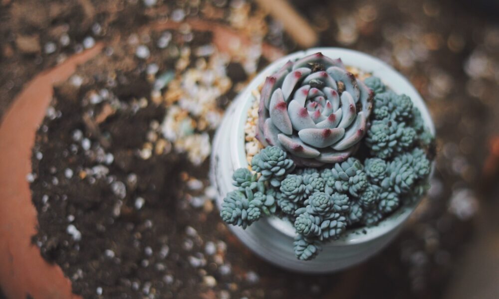 succulent crown rot - green succulent plant top-view photography