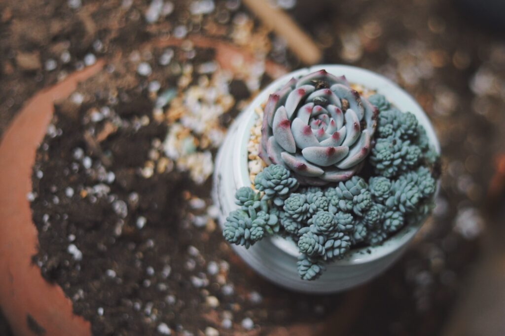 succulent crown rot - green succulent plant top-view photography