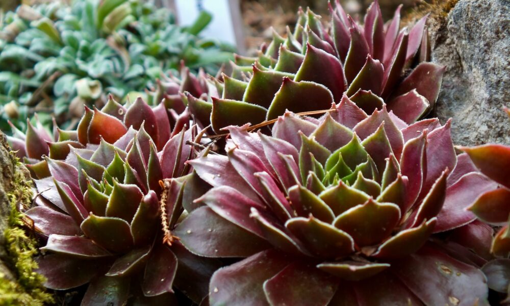 succulent displays - a close up of a plant