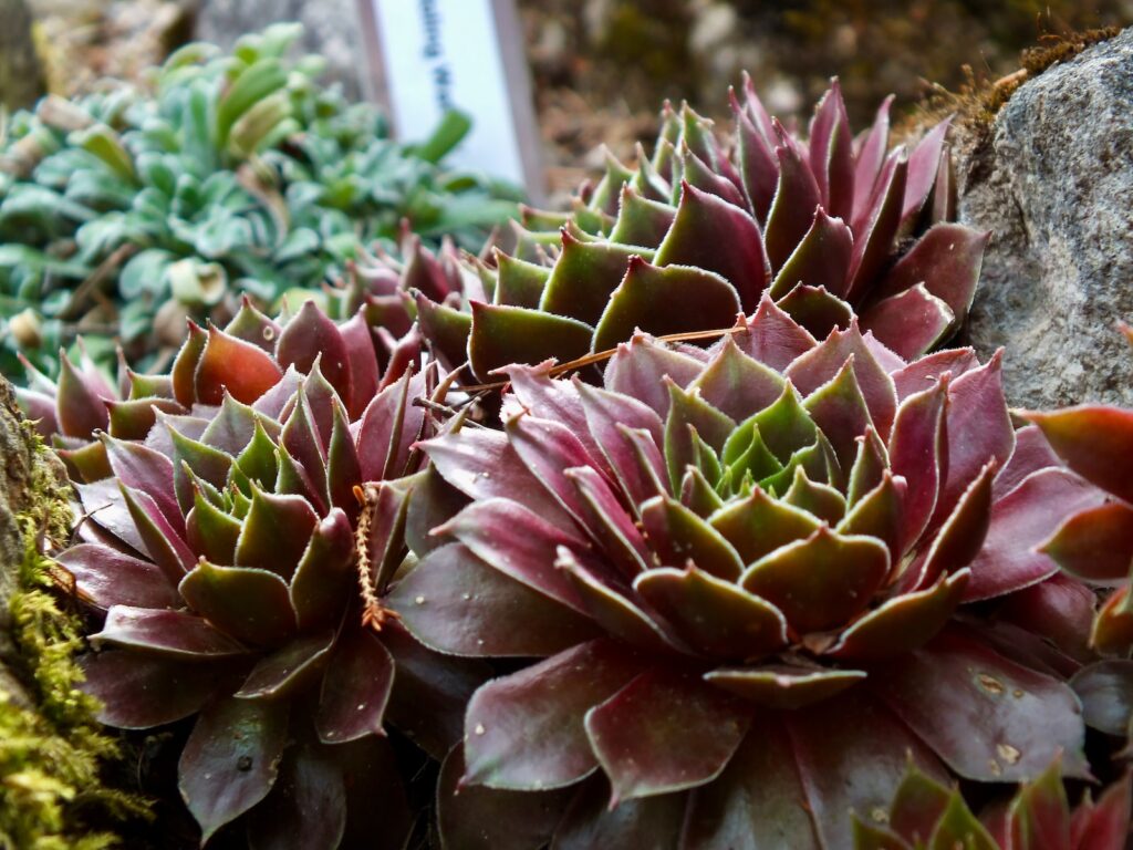 succulent displays - a close up of a plant