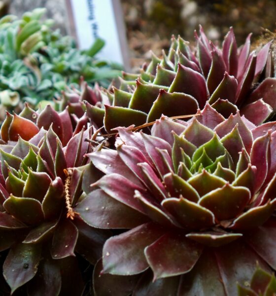 succulent displays - a close up of a plant