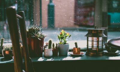 succulent distress - Green Leaf Plant in White Pot Located Near the Window