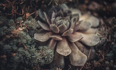 succulent fungus - brown and green plant in close up photography