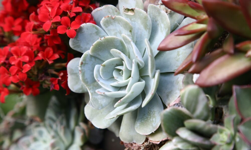 succulent gardeners - close-up photo of green succulent plant