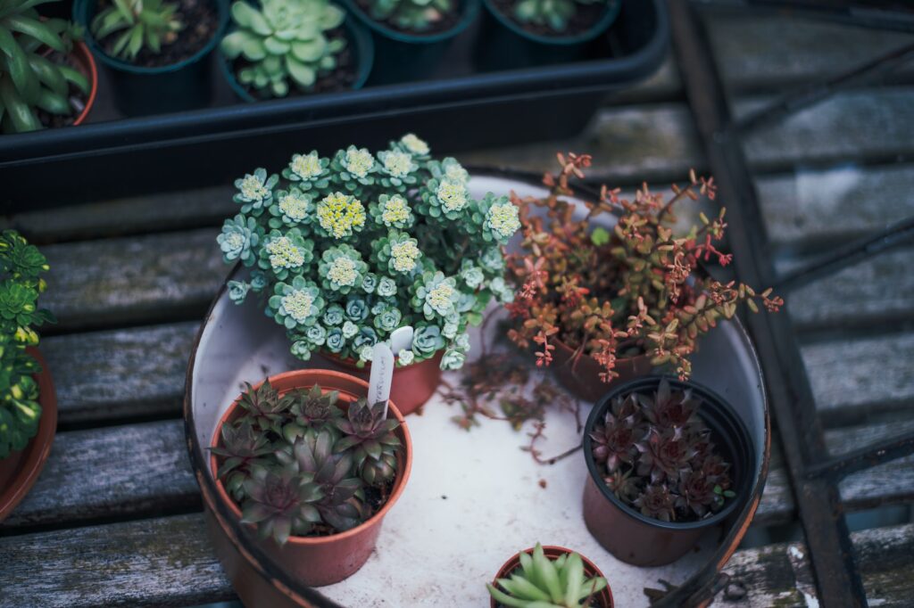 succulent gardening - several succulent plants on white tray