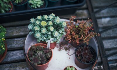 succulent gardening - several succulent plants on white tray