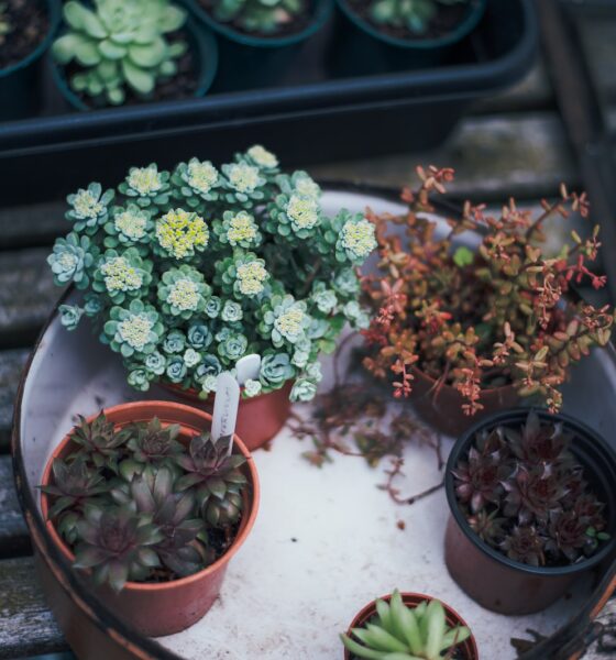 succulent gardening - several succulent plants on white tray