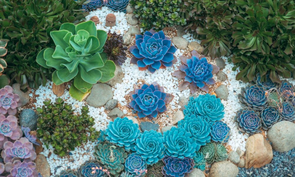 succulent ground covers - Colorful Succulent Plants on the Ground