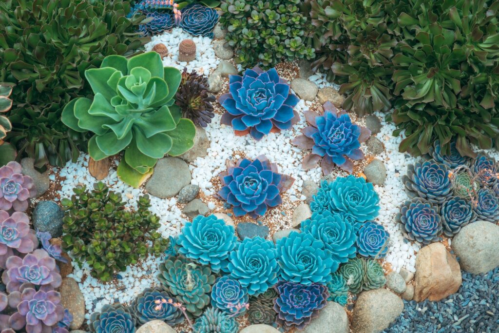 succulent ground covers - Colorful Succulent Plants on the Ground