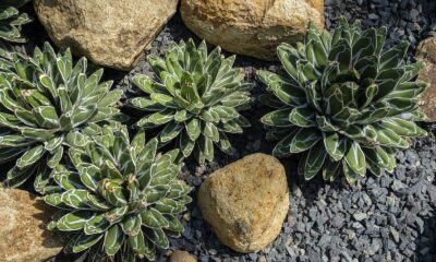 succulent landscape - From above of small green succulent plants with leaves growing on ground near stones in daylight