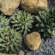 succulent landscape - From above of small green succulent plants with leaves growing on ground near stones in daylight