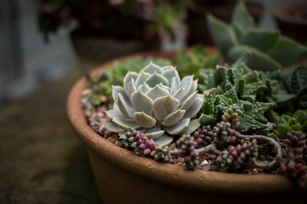 succulent landscaping - cacti, flora, flowers