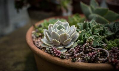 succulent landscaping - cacti, flora, flowers