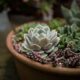 succulent landscaping - cacti, flora, flowers