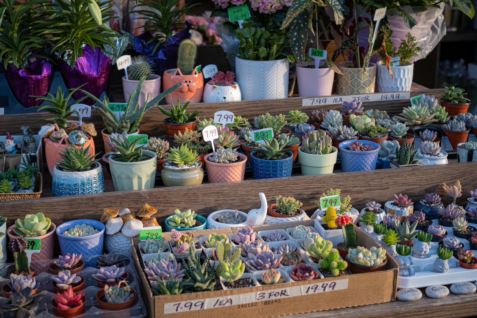 succulent market - a bunch of potted plants sitting on a table