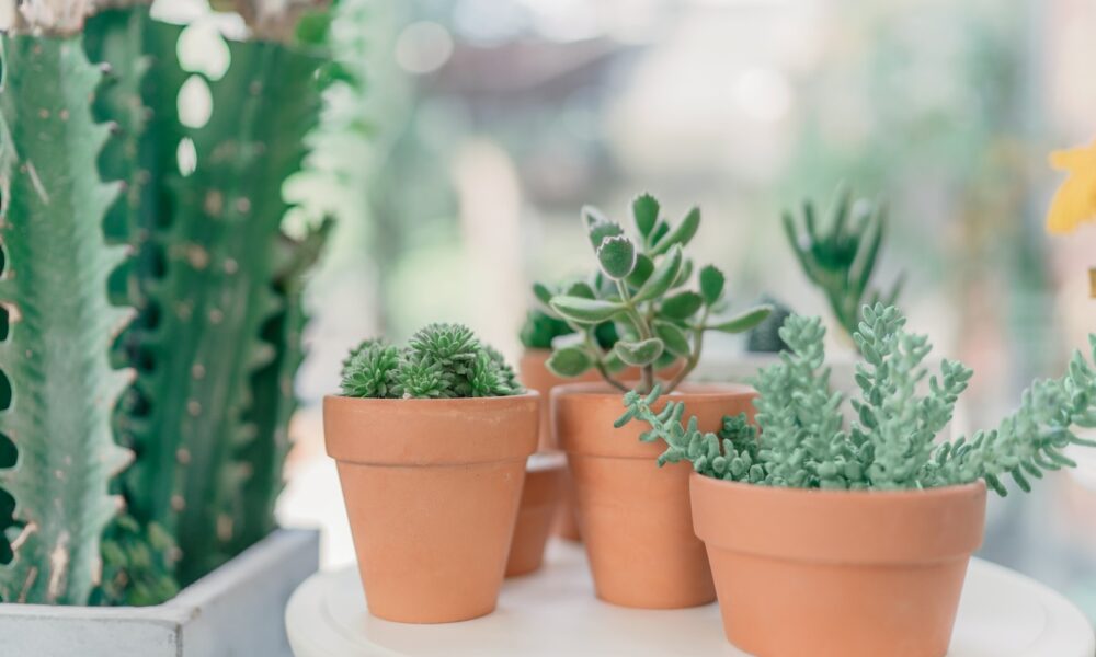 succulent pair - green succulent plants on brown clay pots