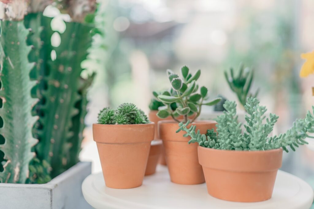 succulent pair - green succulent plants on brown clay pots