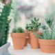 succulent pair - green succulent plants on brown clay pots