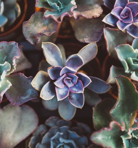 succulent palettes - assorted succulents