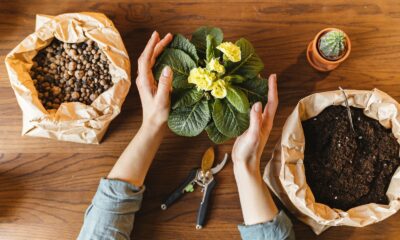 succulent planting - Hands of a Person Planting o Flowering Plant