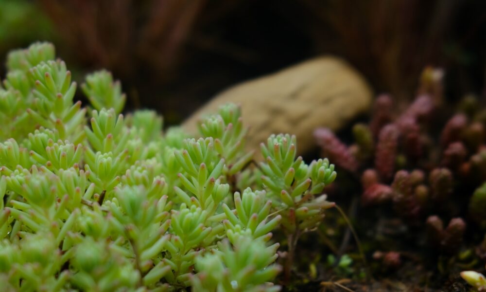 succulent planting - green plant on brown tree trunk