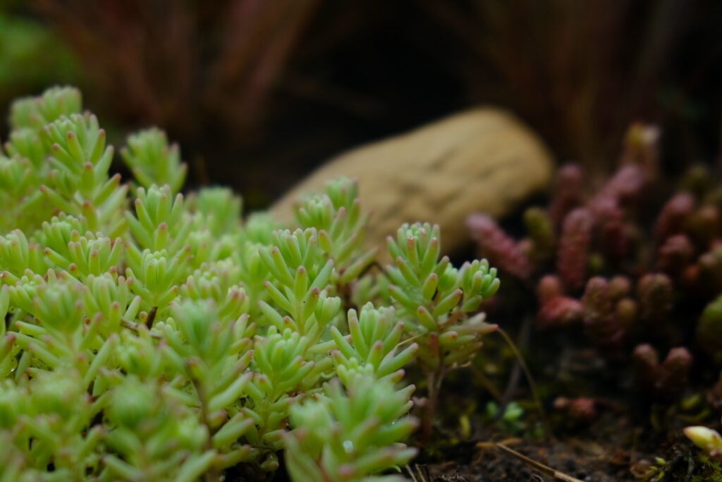 succulent planting - green plant on brown tree trunk