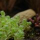 succulent planting - green plant on brown tree trunk