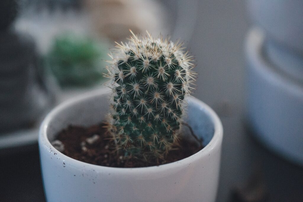 succulent propagate - closeup photo of cactus plant