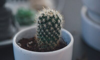 succulent propagate - closeup photo of cactus plant