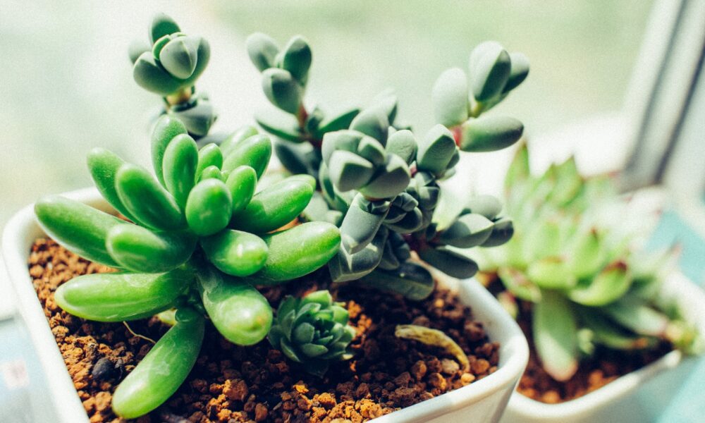 succulent root rot - green succulent plant in white ceramic pot