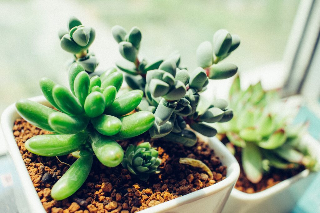 succulent root rot - green succulent plant in white ceramic pot